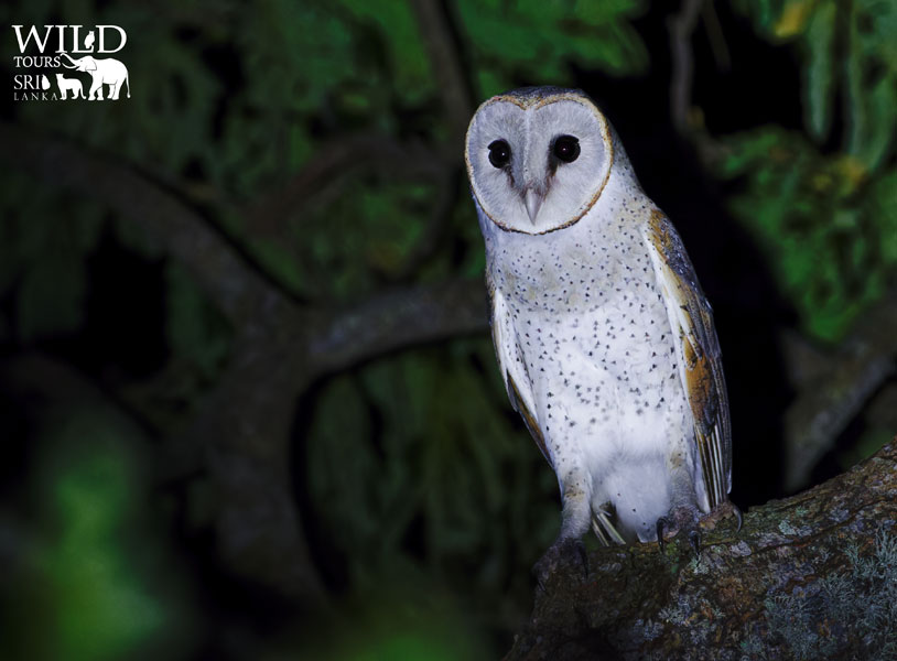Barn owl (Tyto alba)