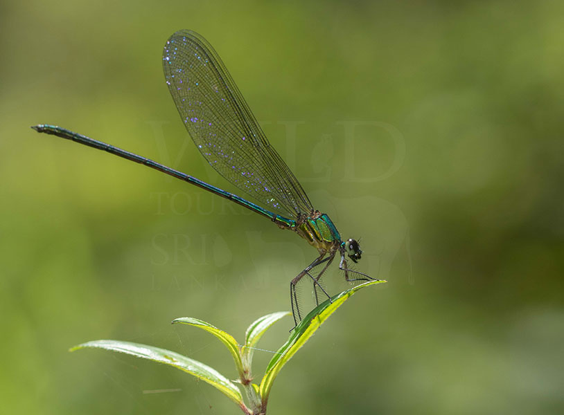 Black-tipped Flashwing(Vestalis nigrescens)