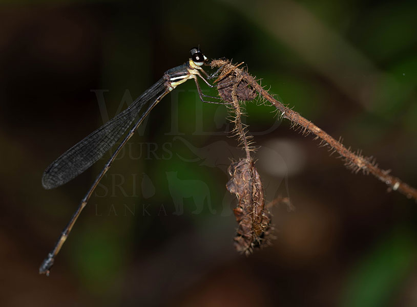 Blurry forestdamsel(Platysticta maculata)