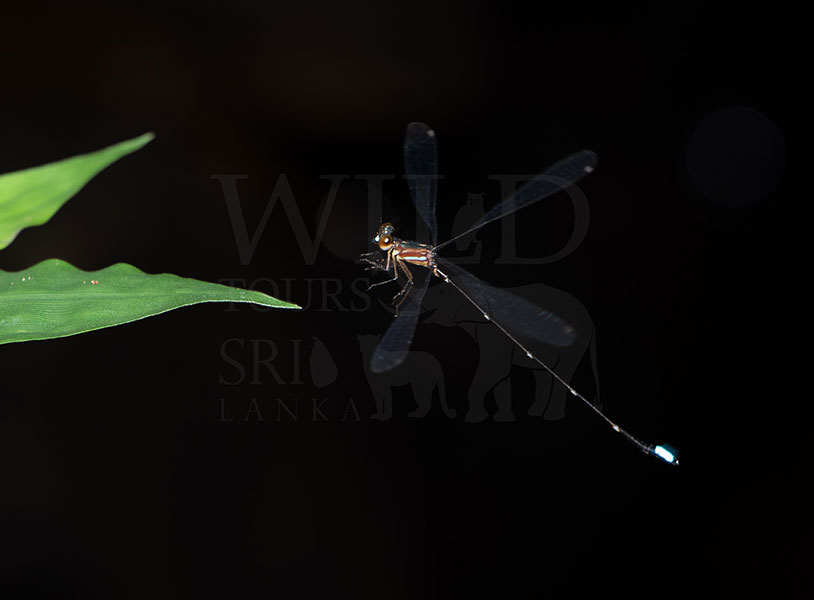 Drooping Shadowdamsel(Drepanosticta lankanensis)