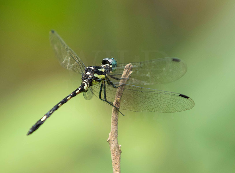 Fruhstorfer's Junglewatcher(Hylaeothemis fruhstorferi)