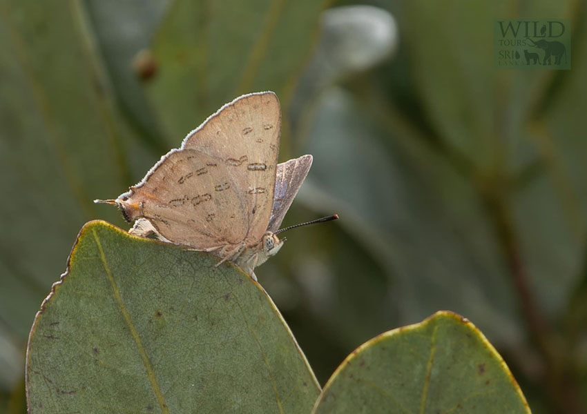 Sri Lankan Green’s Silverline (Cigaritis greeni)