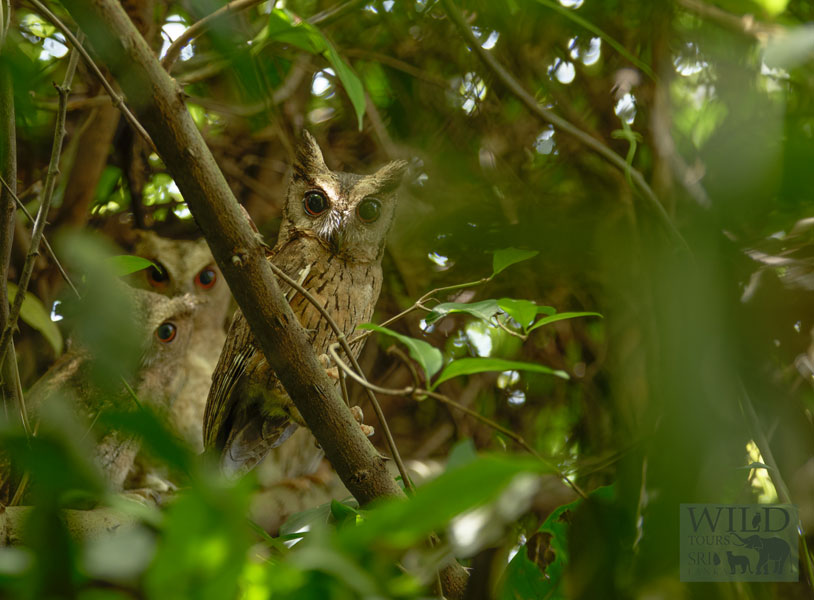 Indian scops owl (Otus bakkamoena)
