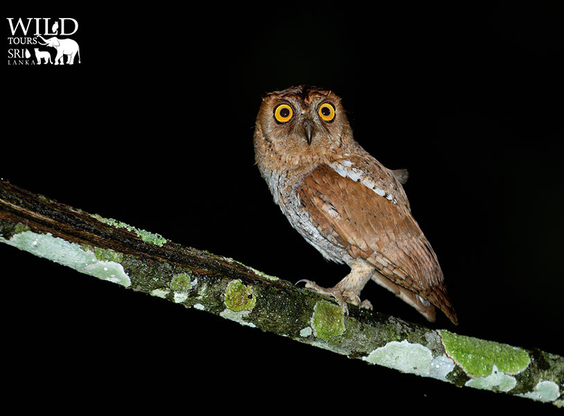 Oriental scops-owl (Otus sunia)