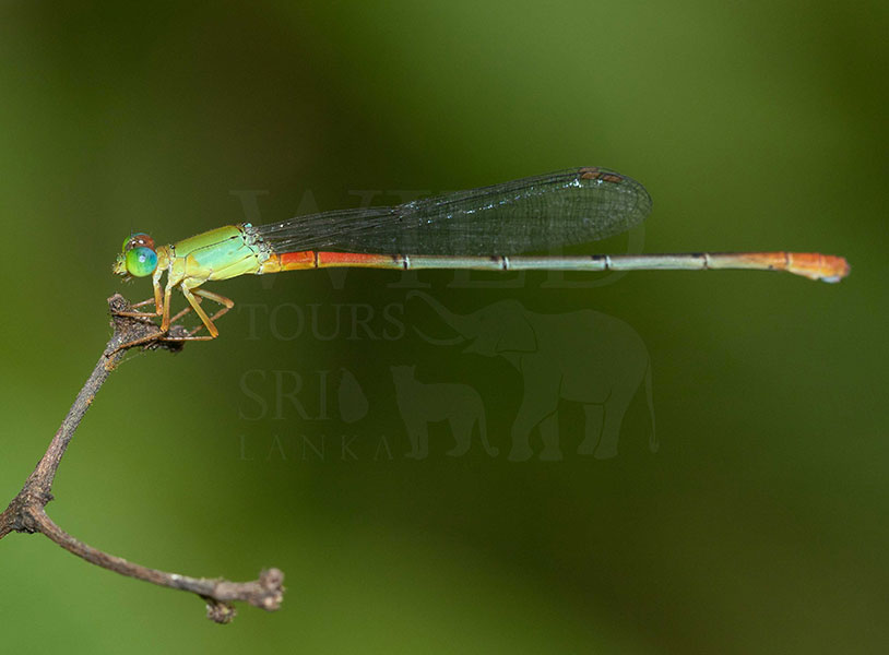 Painted waxtail (Ceriagrion cerinorubellum)