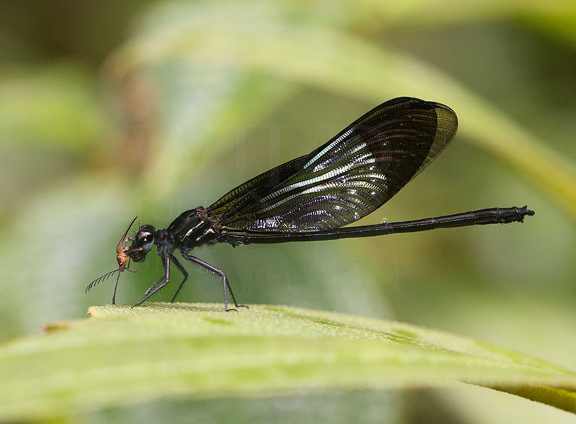 Shining Gossamerwing(Euphaea splendens)