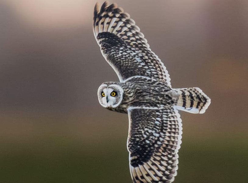 Short-eared owl (Asio flammeus)