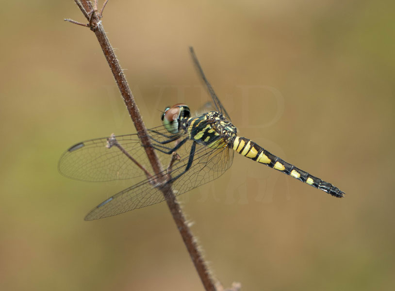 Sombre Lieutenant(Brachydiplax sobrina)