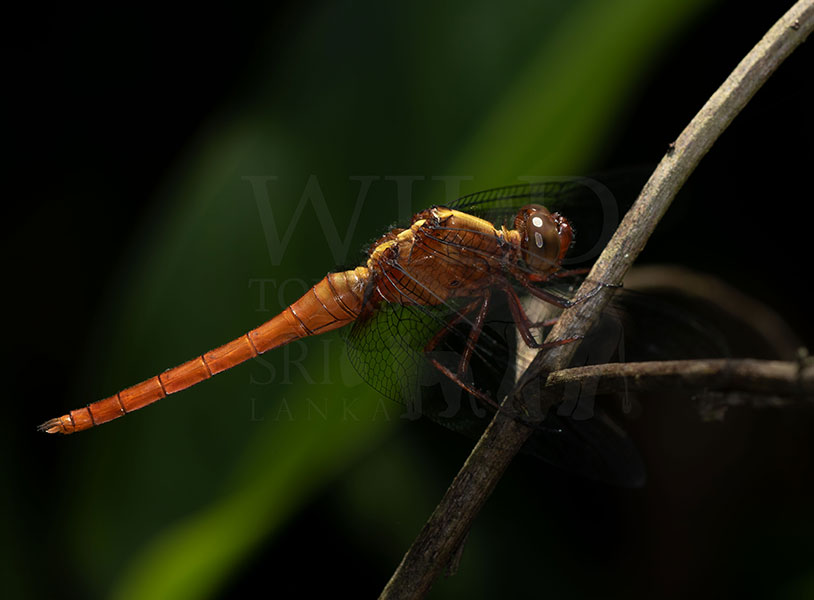 Spine-tufted Skimmer(Orthetrum chrysis)