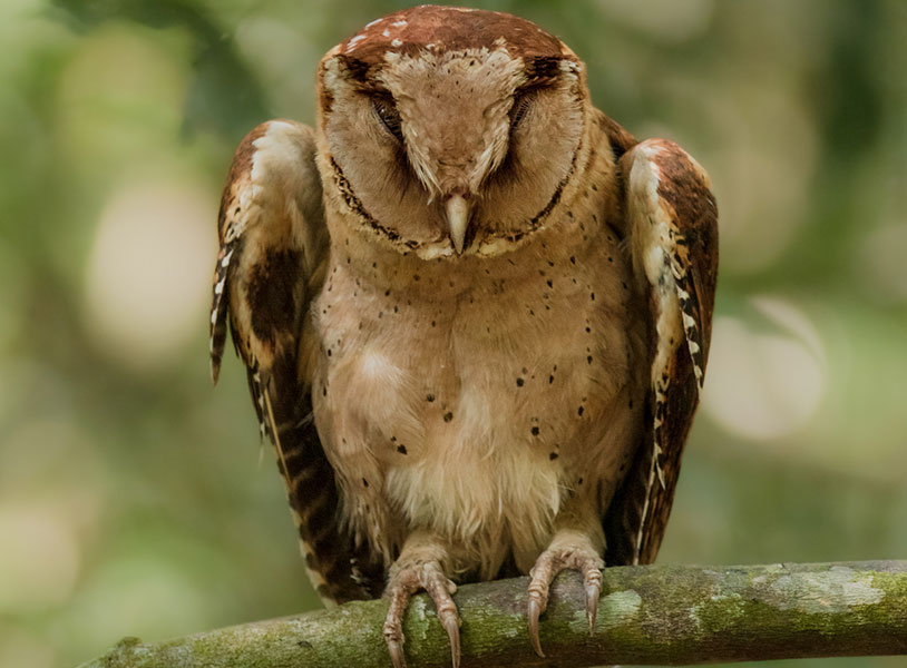 Sri Lanka bay owl (Phodilus assimilis)