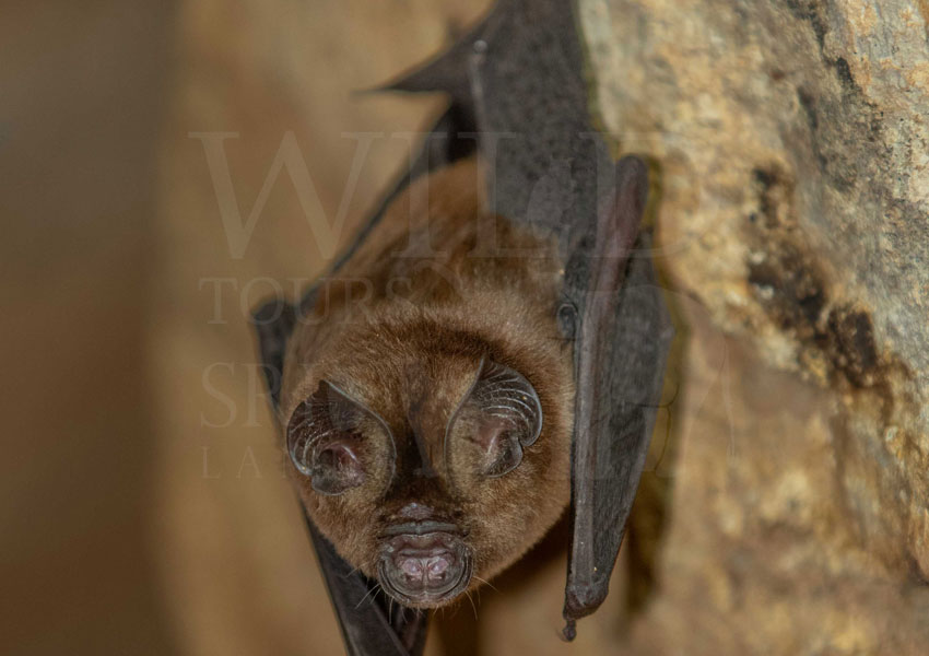 Hipposideros srilankaensis (Sri lanka leaf nosed bat)