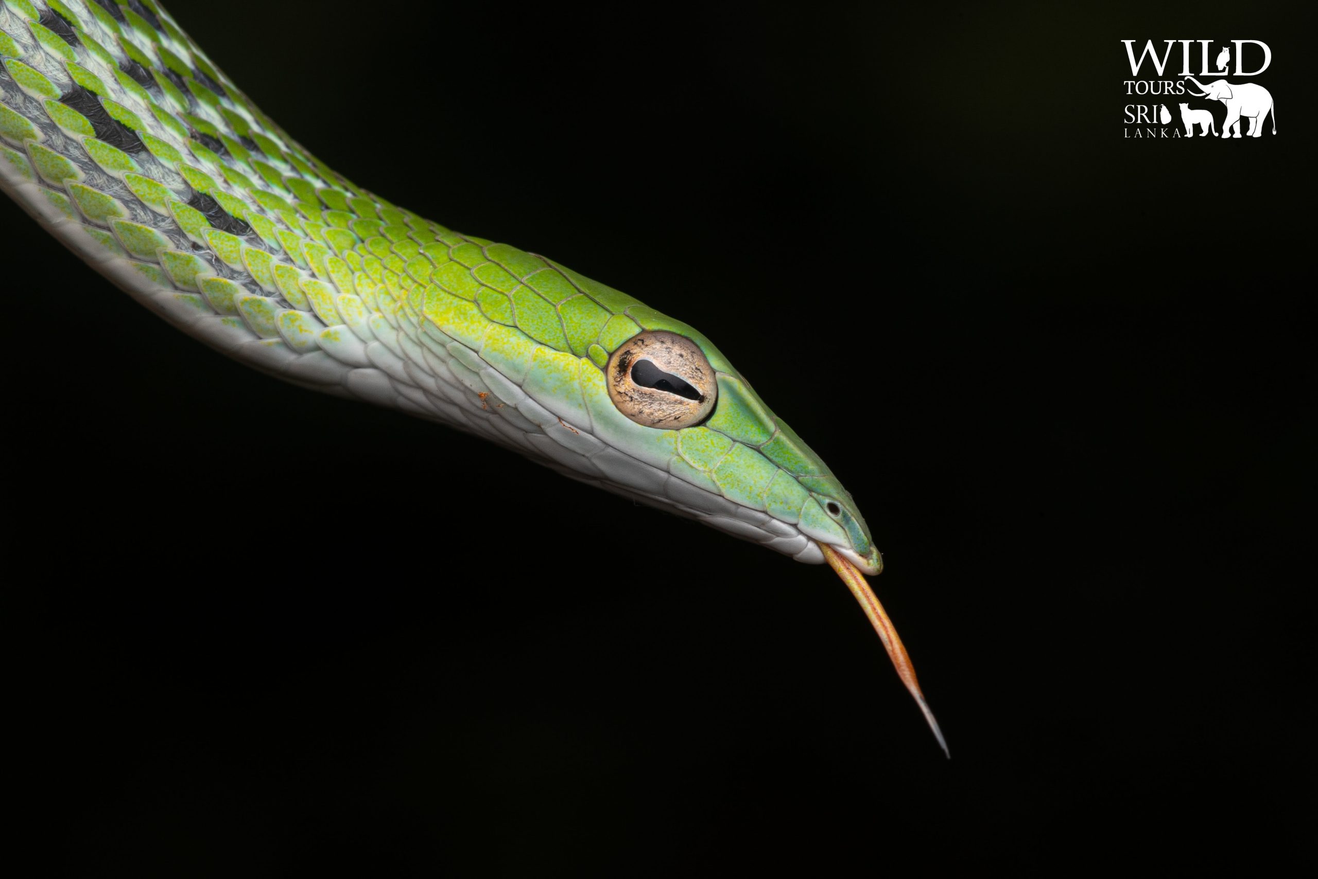 Ahaetulla nasuta[Sri Lankan green vine snake]