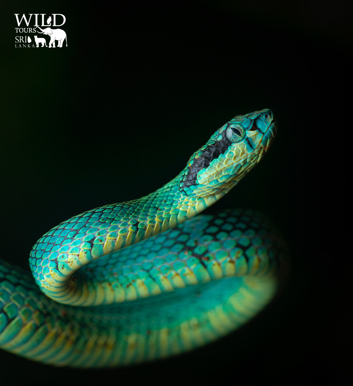 Peltopeler trigonocephalus[Sri lanka green pit viper]