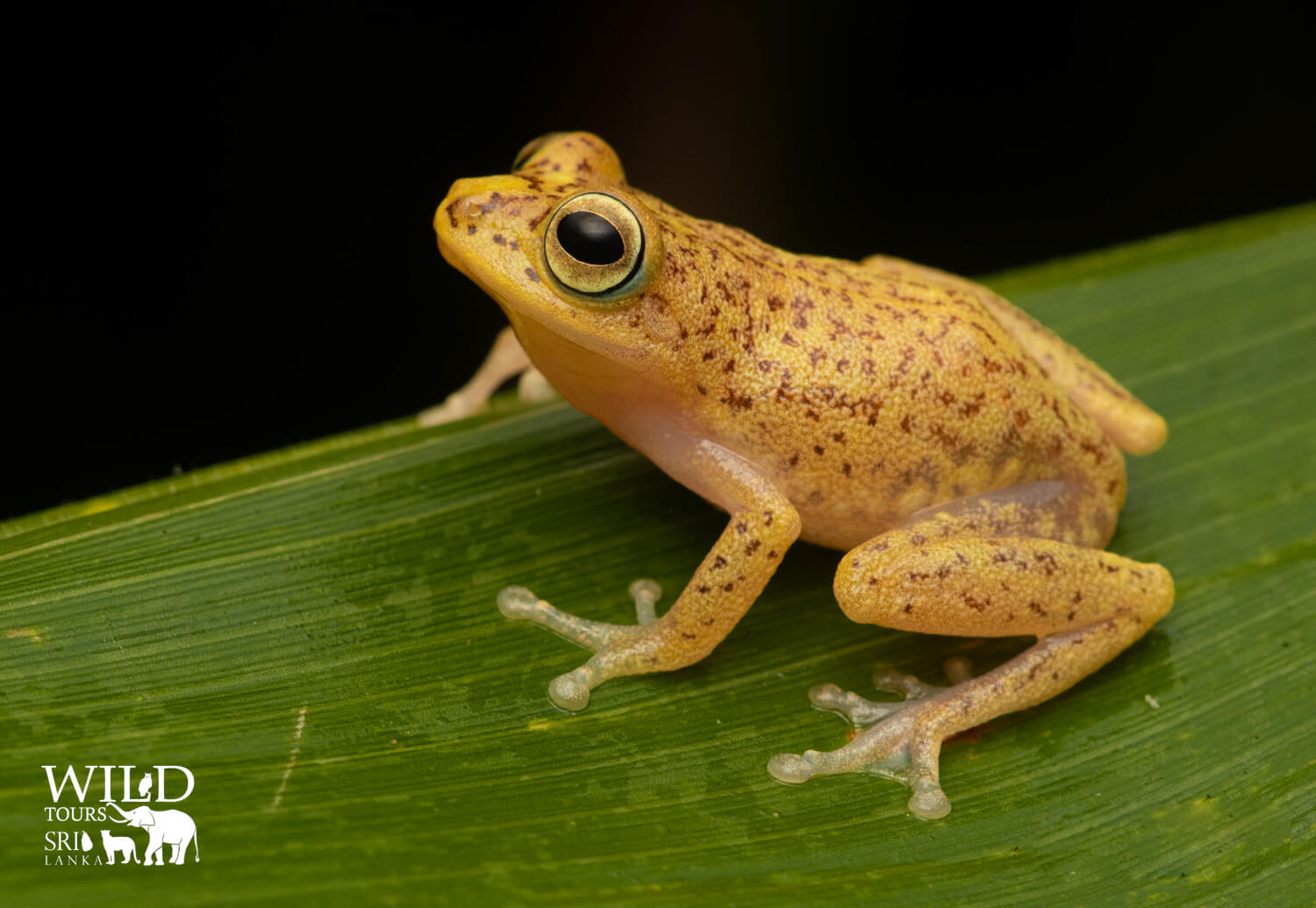 Pseudophilautus auratus[golden shrub frog]