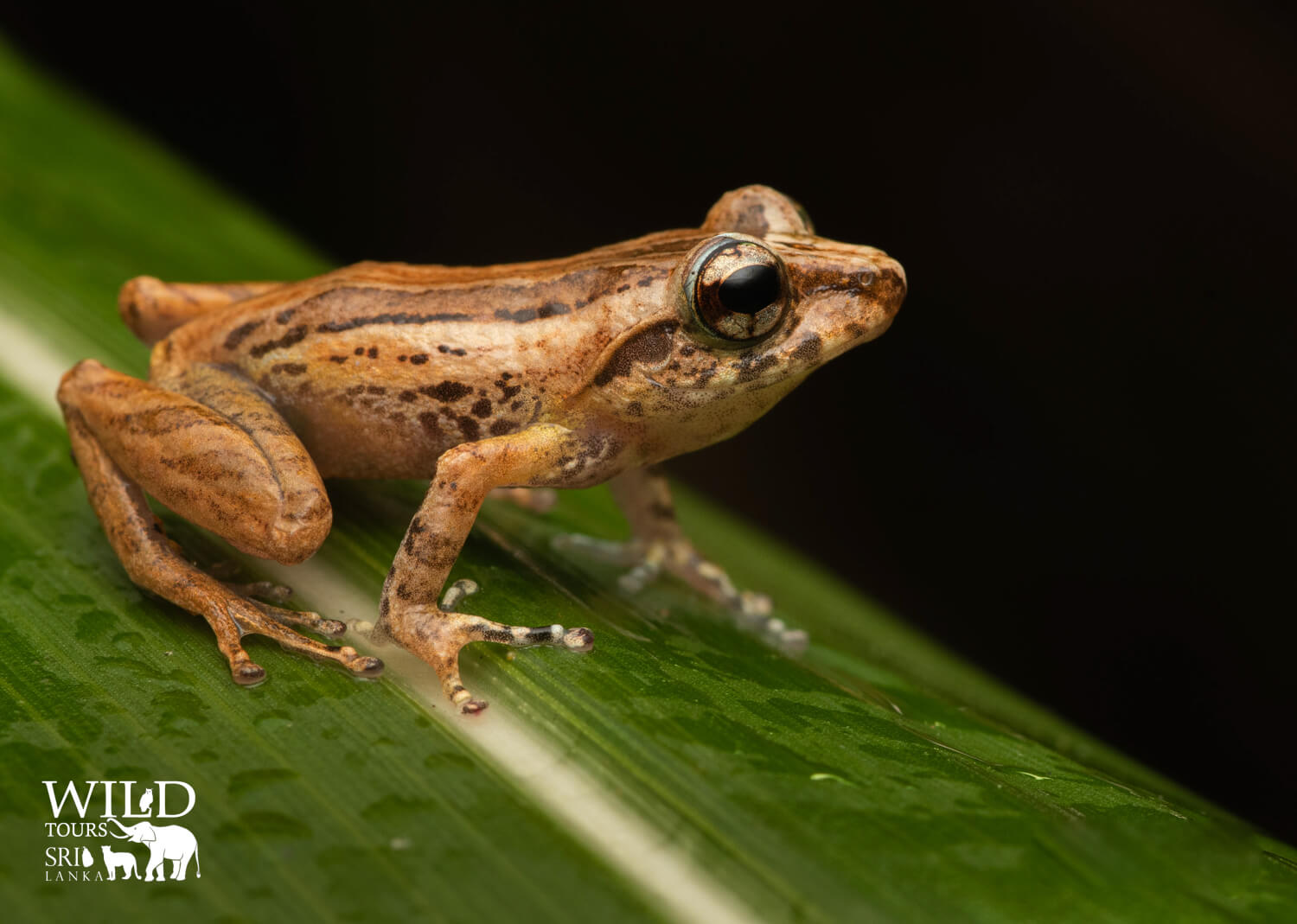 Pseudophilautus hypomelas[Webless shrub frog]