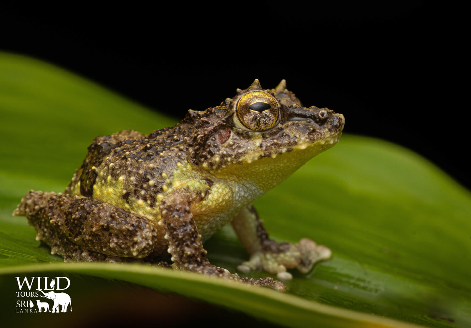 Pseudophilautus schmarda[Schmarda's shrub frog]