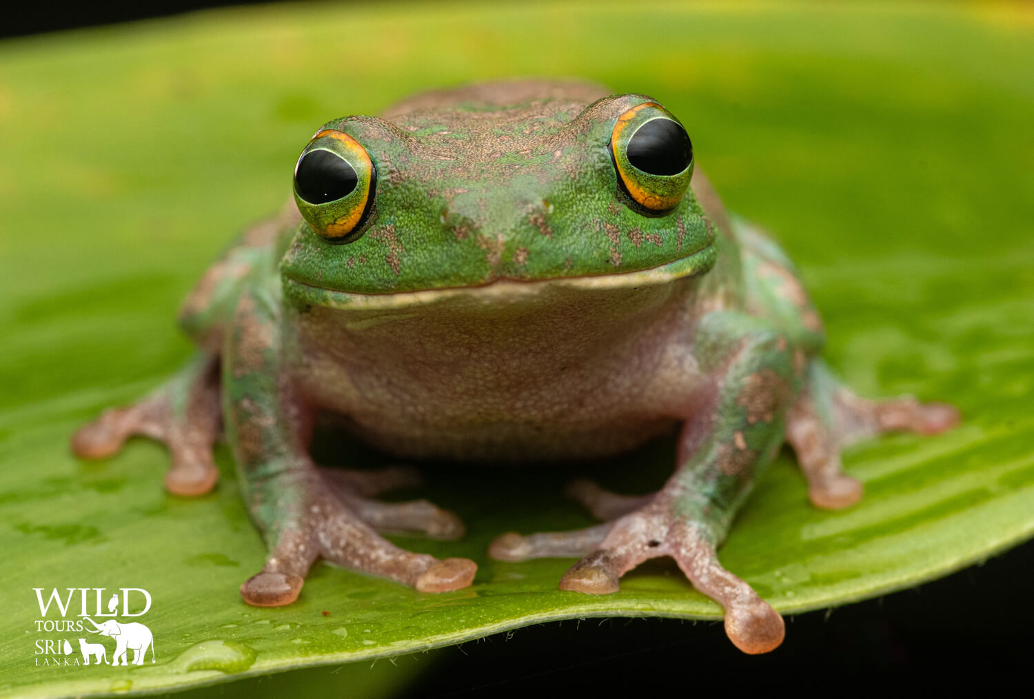 Pseudophilautus stellatus[starry shrub frog]