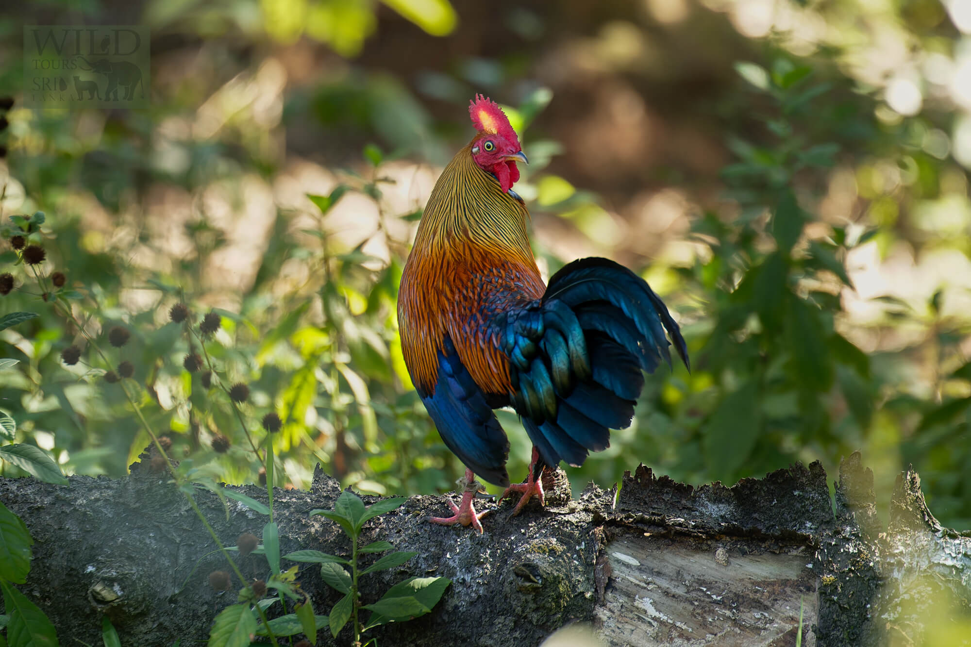 Endemic Birds of Sri Lanka