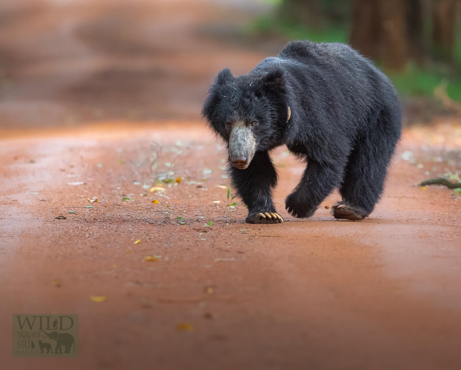 Leopards & Sloth Bear