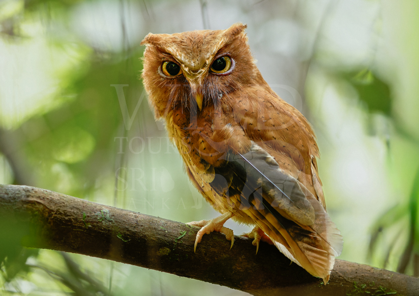 Serendib Scops owl
